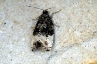 Hedya pruniana