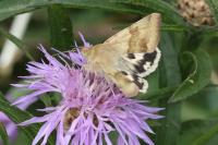 Heliothis viriplaca