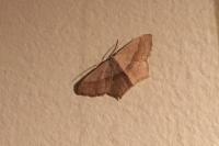 Scopula imitaria