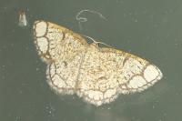 Stegania cararia