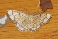 Stegania cararia