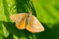 Lythria purpuraria