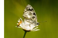 Melanargia galathea