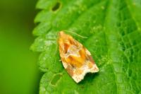 Archips xylosteana