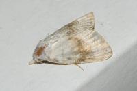 Meganola albula