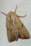Apamea lithoxylaea