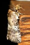 Tethea ocularis