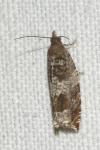 Ancylis achatana