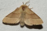 Malacosoma neustria
