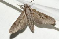 Hyloicus pinastri