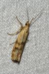 Homoeosoma sinuella