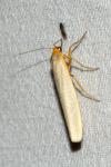 Manulea complana