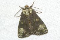 Craniophora ligustri