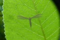Pterophorus pentadactylus