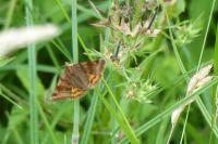 Euclidia glyphica