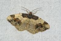 Ligdia adustata