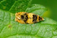 Celypha aurofasciana