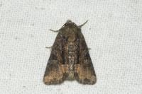 Oligia latruncula