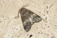 Drymonia querna