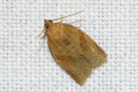 Clepsis consimilana