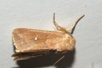 Mythimna albipuncta
