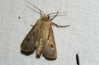 Agrotis exclamationis