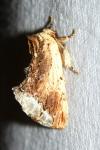 Ptilodon cucullina