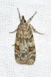Eudonia delunella