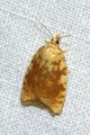 Aleimma loeflingiana