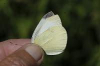 Pieris rapae