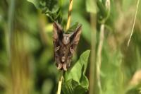 Autographa gamma