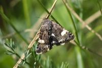 Tyta luctuosa