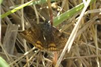 Euclidia glyphica
