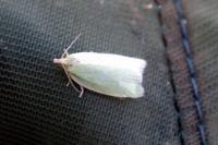 Tortrix viridana