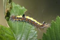 Acronicta psi
