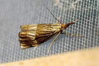 Chrysocrambus linetella