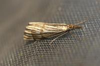 Chrysocrambus linetella