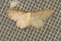 Idaea humiliata