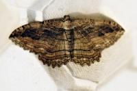 Philereme transversata