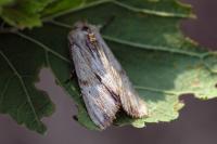 Apamea lithoxylaea