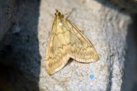 Ostrinia nubilalis
