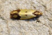 Agapeta zoegana