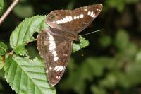Limenitis camilla