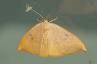 Watsonalla binaria
