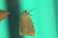 Cybosia mesomella