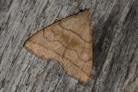 Herminia tarsicrinalis