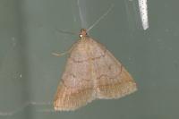 Zanclognatha lunalis