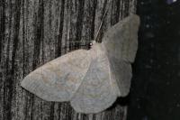 Cabera exanthemata