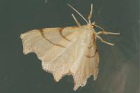 Ennomos erosaria