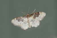 Idaea rusticata